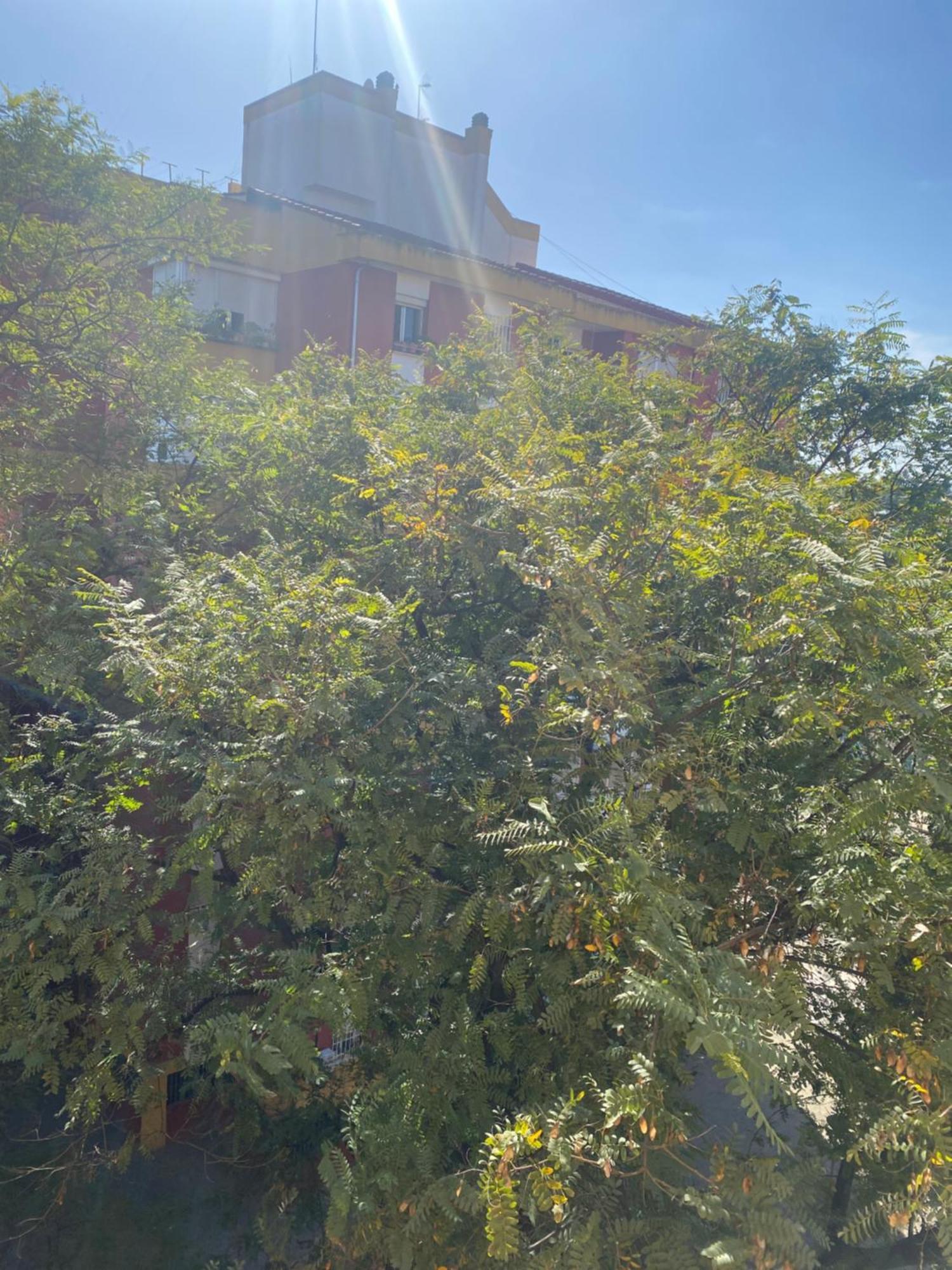 Shared Apartment! Piso Compartido! Общая Квартира! Seville Exterior photo